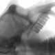 X-ray image of a macaque monkey. (Image: Asif Ghazanfar, Princeton Neuroscience Institute)